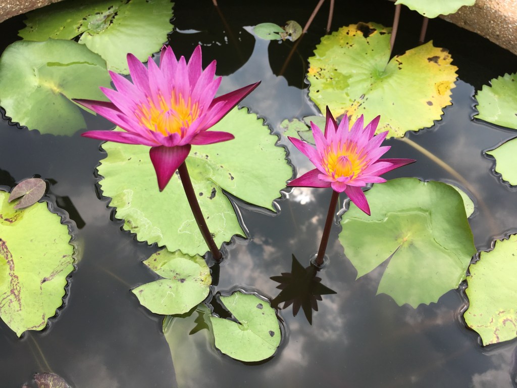 Red Lotus Lake Udon Thani - lilies