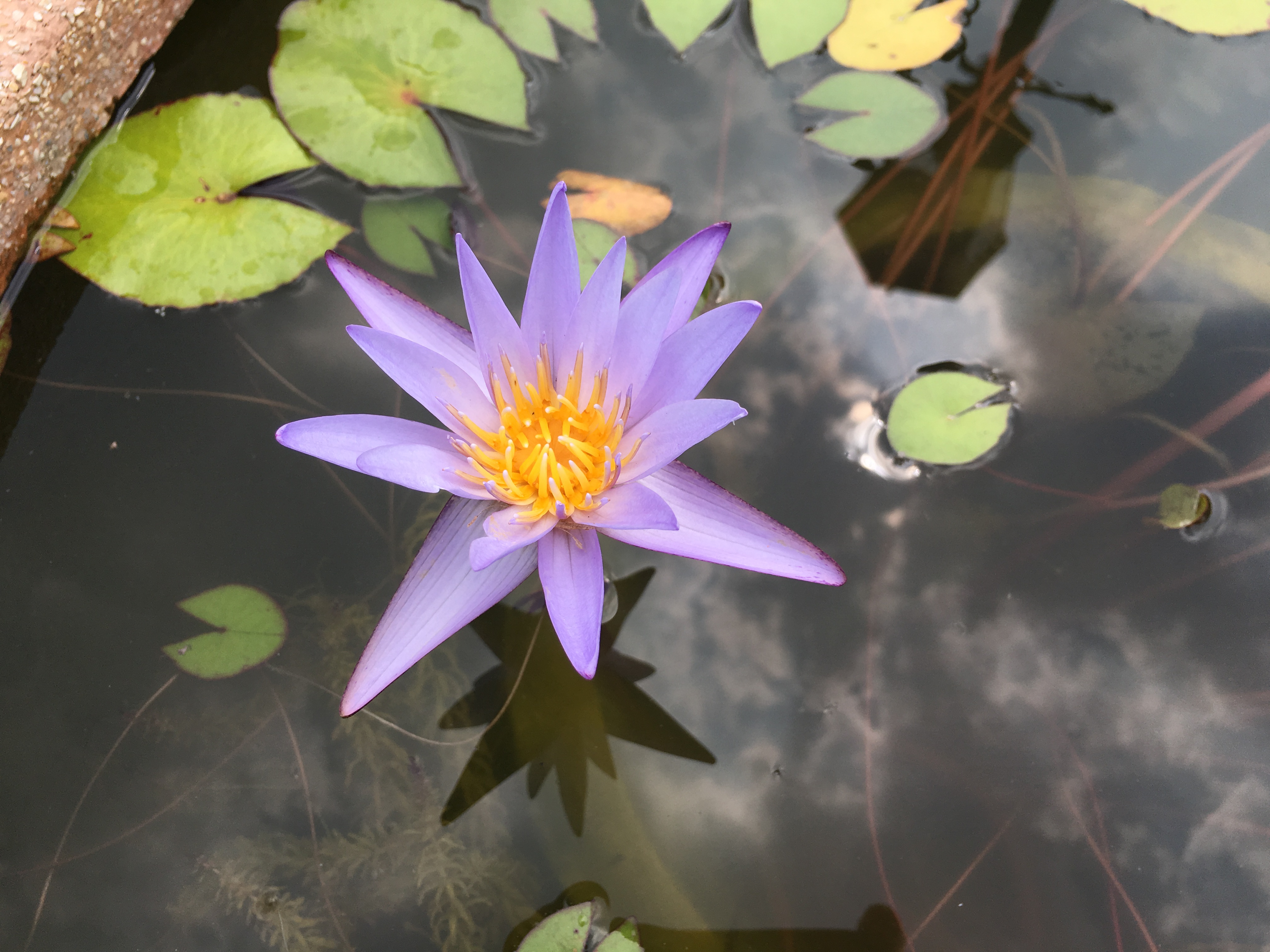 Water Lily